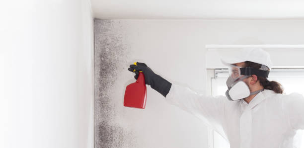 Mold Removal Process in Sunrise Beach Village, TX