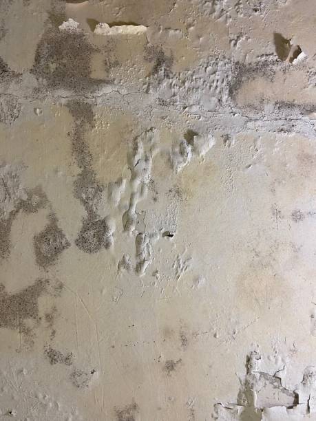 Crawl Space Mold Removal in Sunrise Beach Village, TX