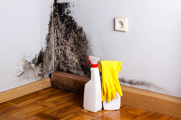 Best Crawl Space Mold Removal  in Sunrise Beach Village, TX